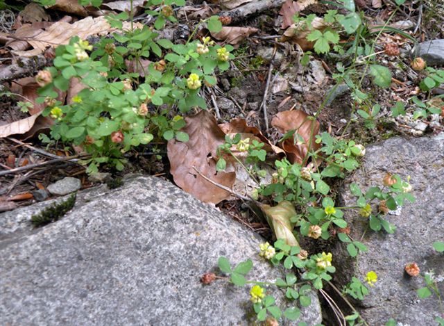 Trifolium campestre